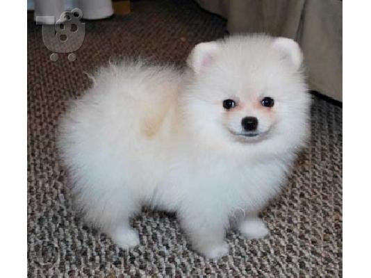 POMERANIAN